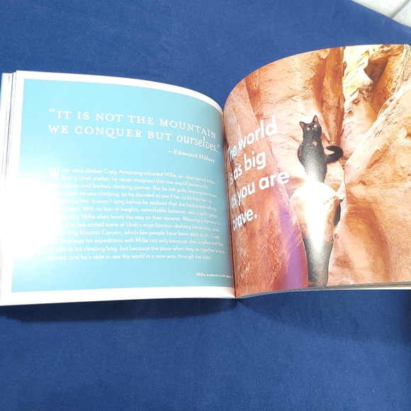 Really Important Stuff My Cat Taught Me - Picture 4 of 5